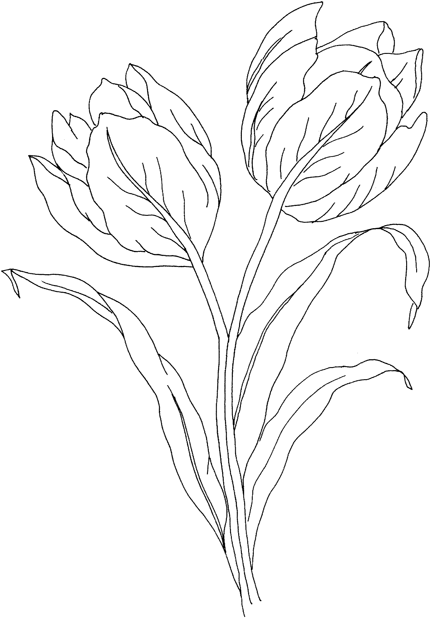 Free printable tulip coloring pages for kids