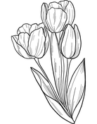 Tulip coloring pages free coloring pages