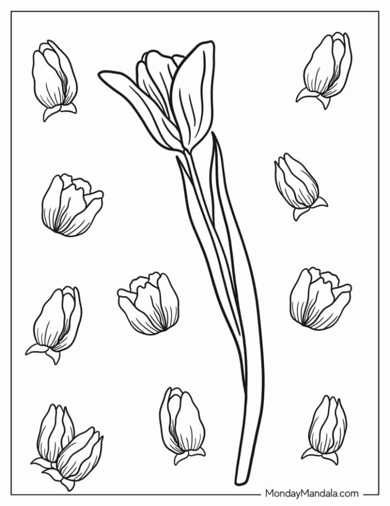 Tulip coloring pages free pdf printables