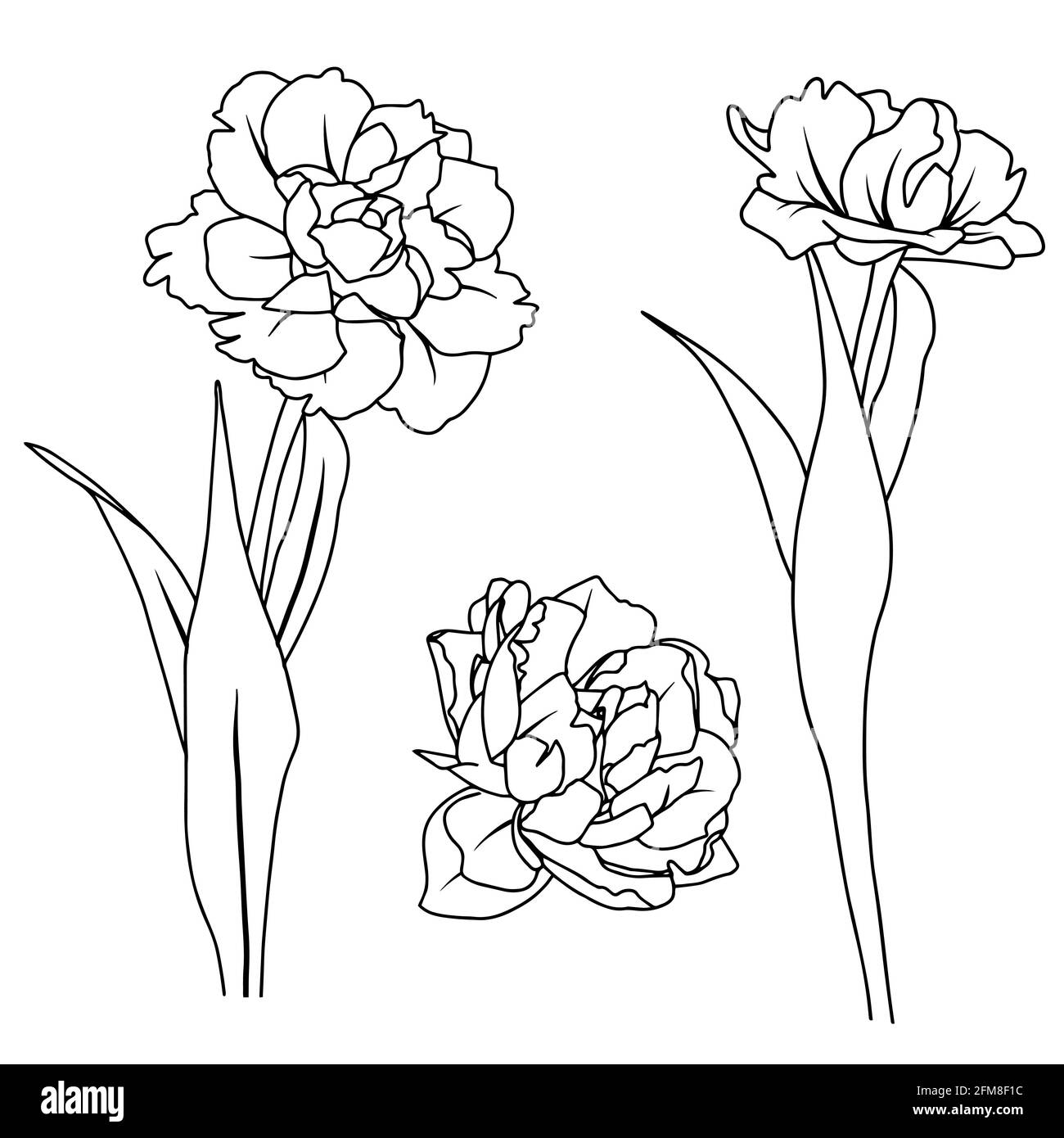 Tulip tattoo design template cut out stock images pictures