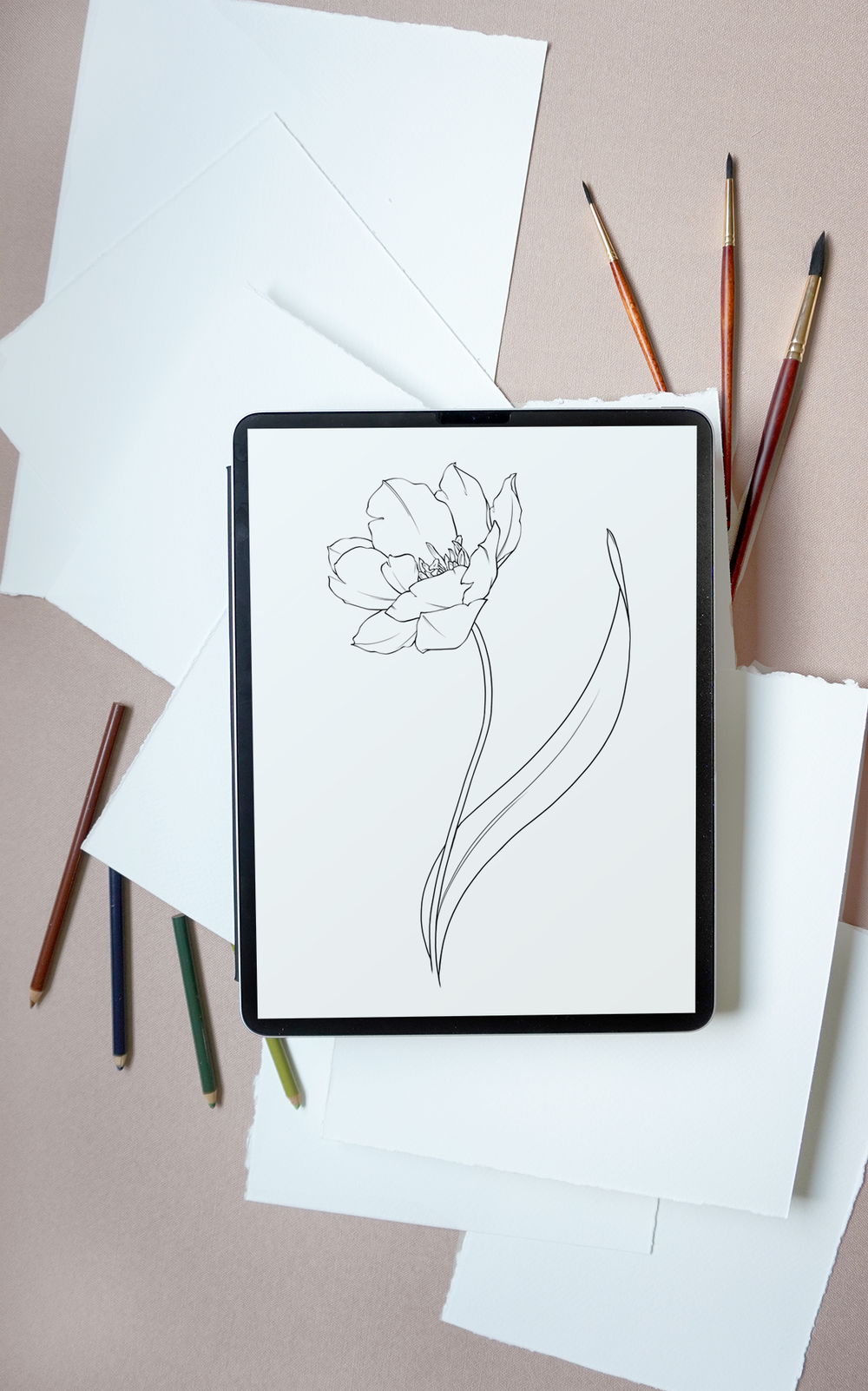 Tulip flowers painting template coloring page â katrina crouch blushed design