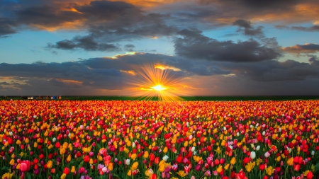 Download tulip farm wallpapers Bhmpics