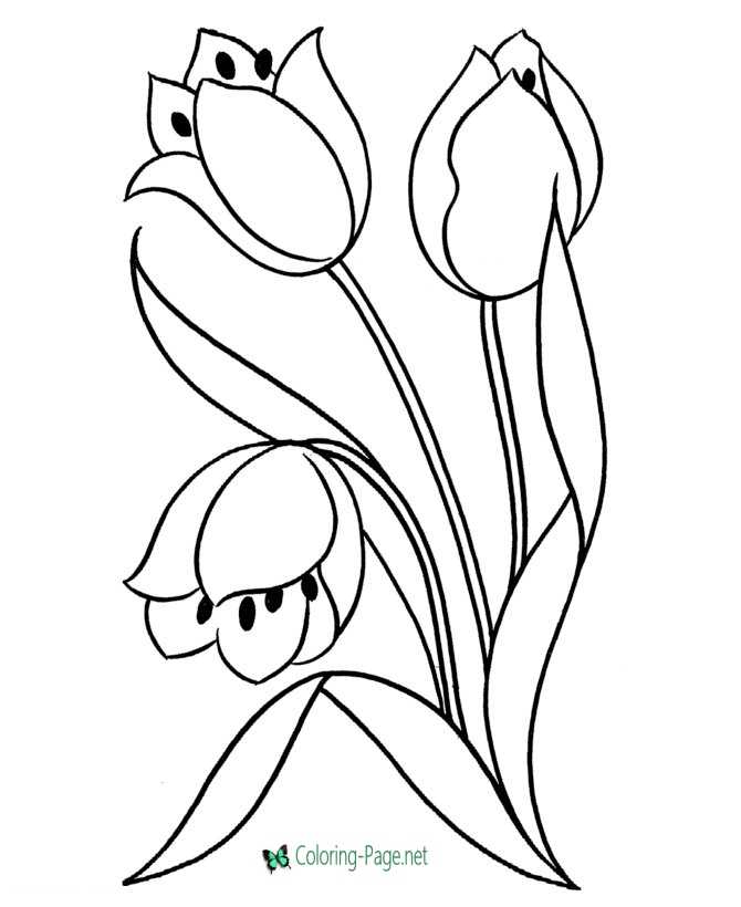 Tulips flower coloring pages