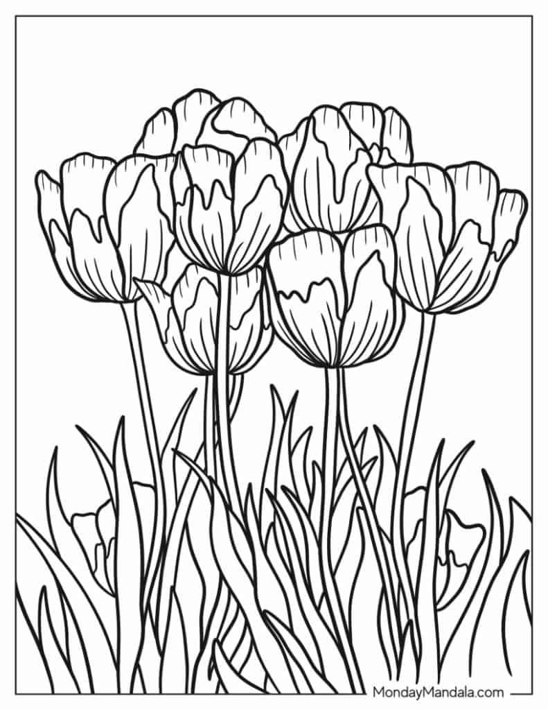 Tulip coloring pages free pdf printables