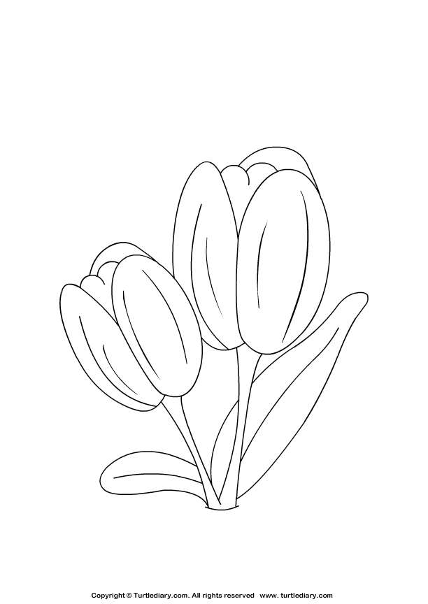 Tulip coloring sheet turtle diary