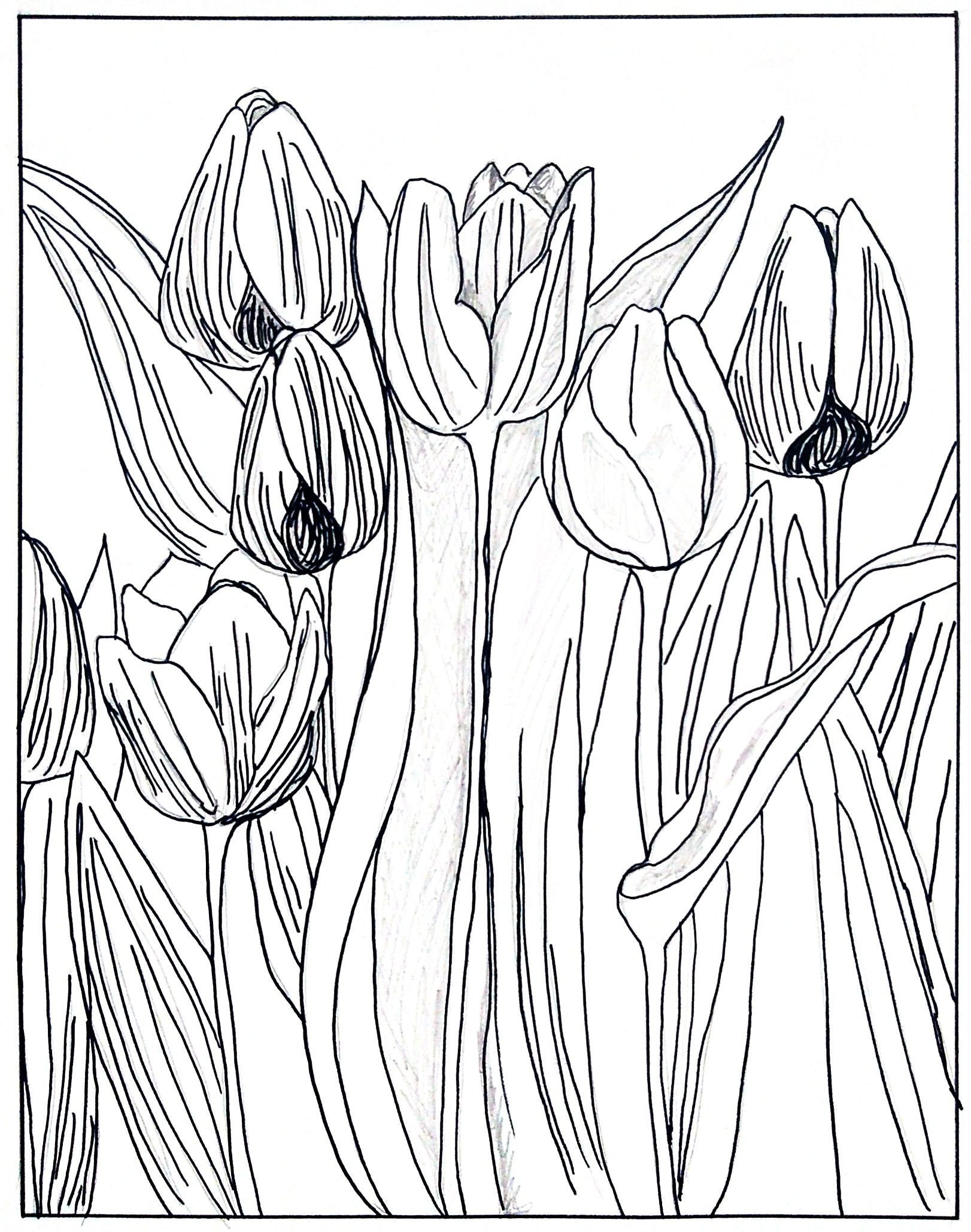 Tulip coloring page