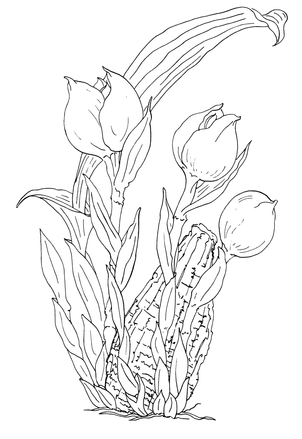 Free printable tulip real coloring page for adults and kids