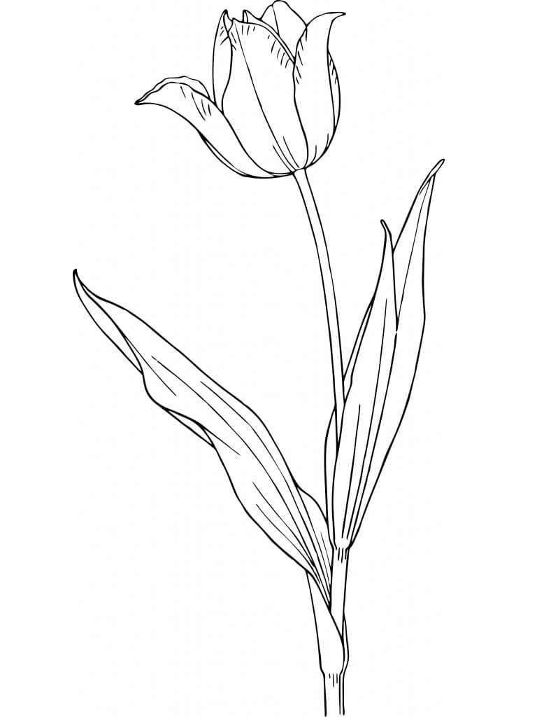 Beautiful tulip flower coloring page