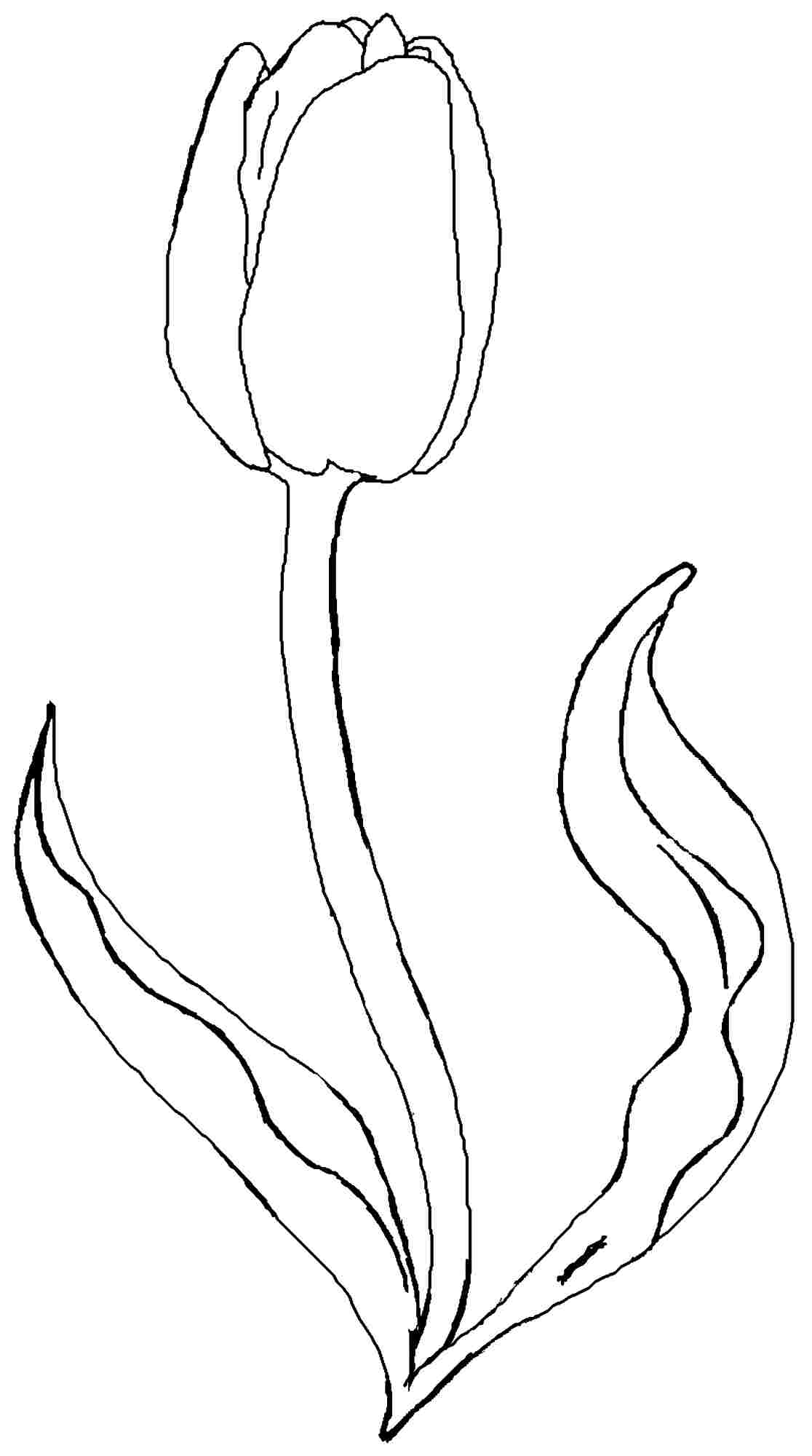 Coloring pages coloring tulip printable coloring pages