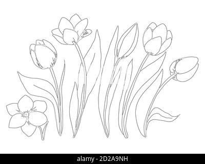 Coloring page collection flowers of the tulip stock vector image art