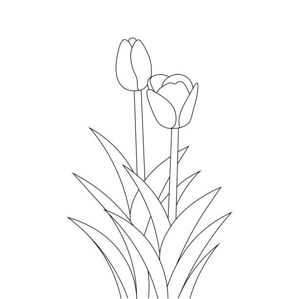 Tulip line art flower coloring page design for printing template continuous black stroke stock illustration