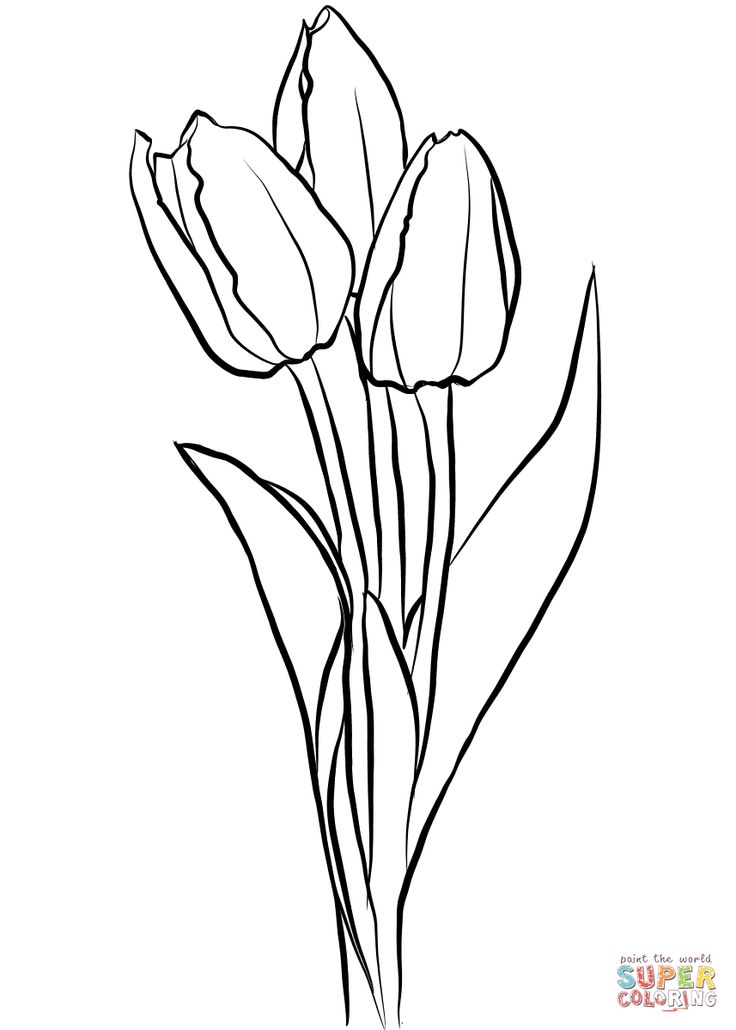 Three tulips coloring page free printable coloring pages flower drawing tutorials coloring pages flower coloring pages