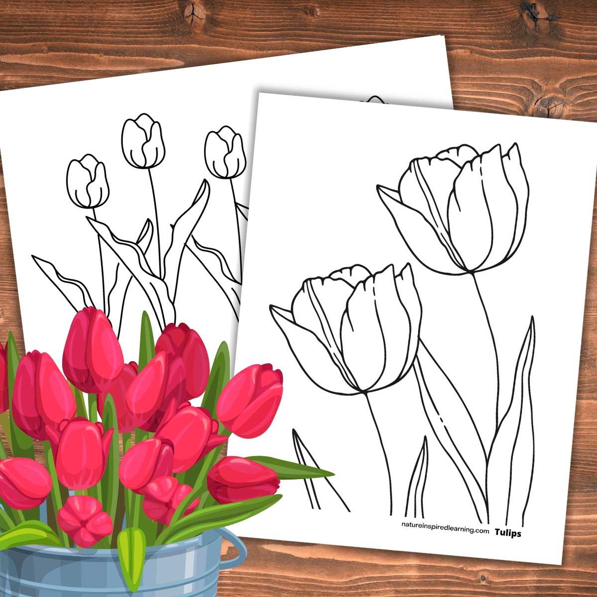 Beautiful tulip coloring pages