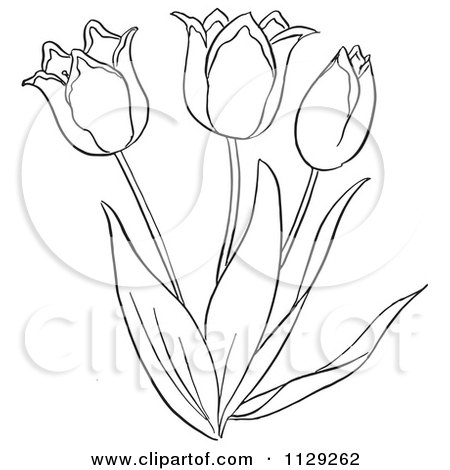 Cartoon clipart of an outlined tulip flower plant