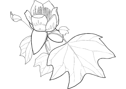 Tulip poplar flower and leaf coloring page free printable coloring pages