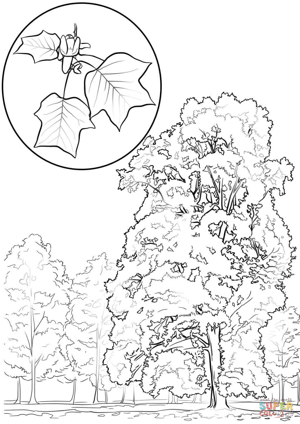 Tulip tree or yellow poplar coloring page free printable coloring pages