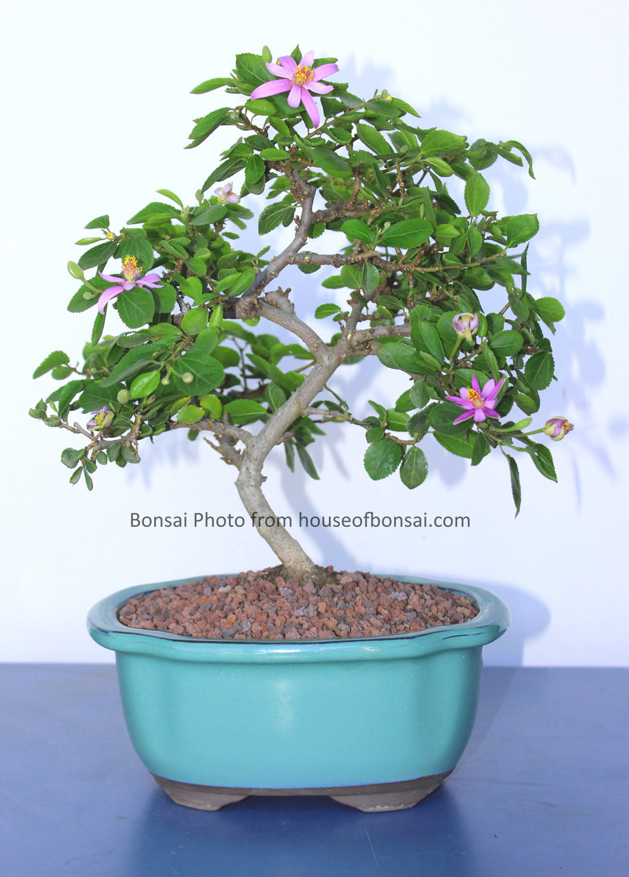 Lavender star flower bonsai tree