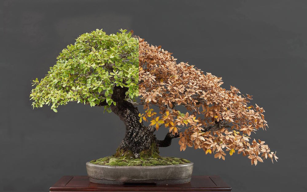 Choosing a bonsai pot for your tree