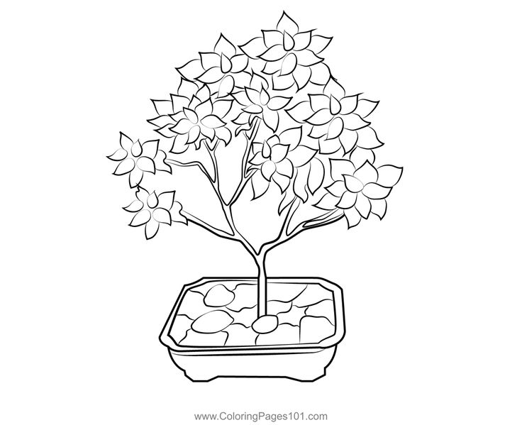 Bonsai tree coloring page tree coloring page coloring pages bonsai tree