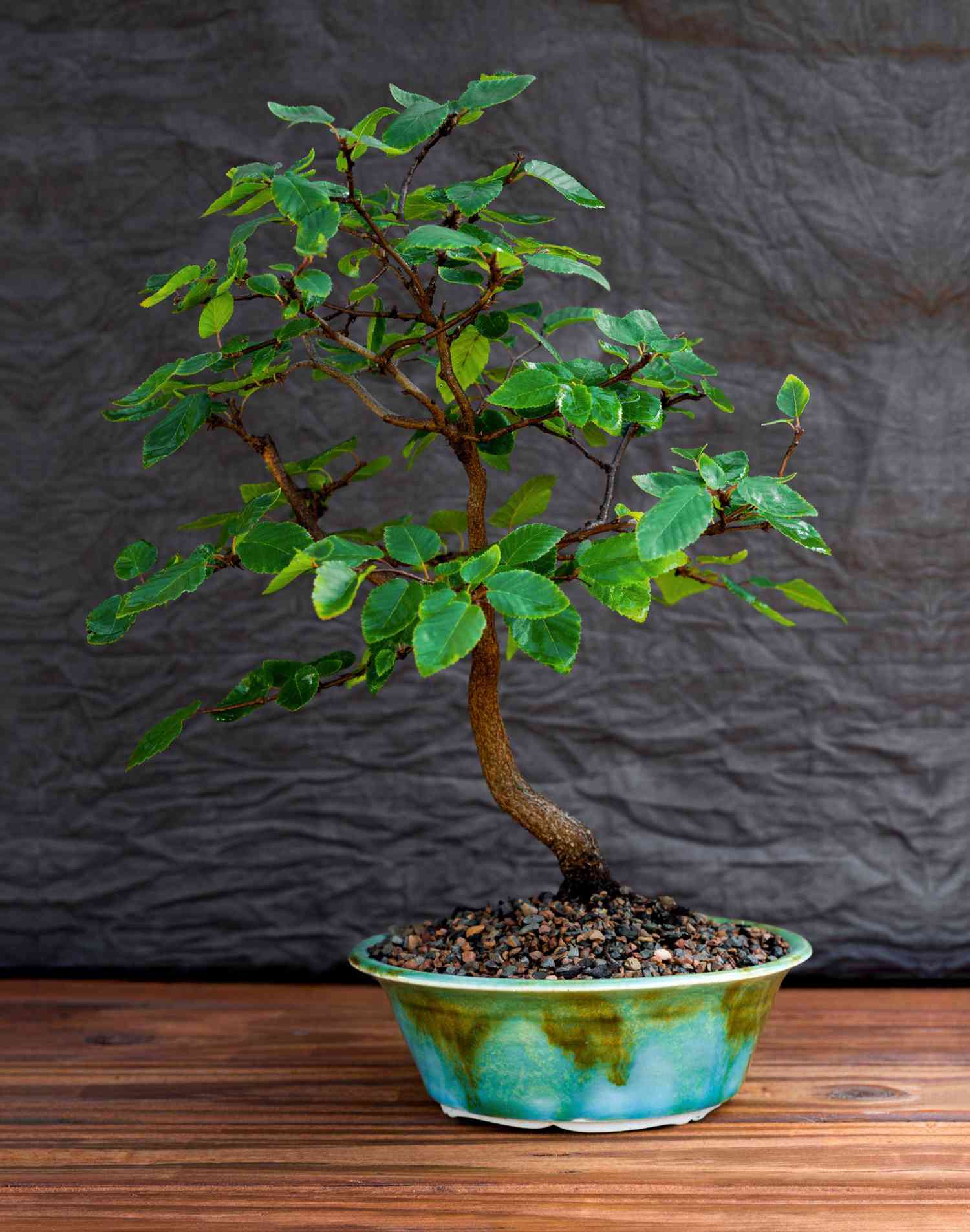 The art of growing bonsai trees