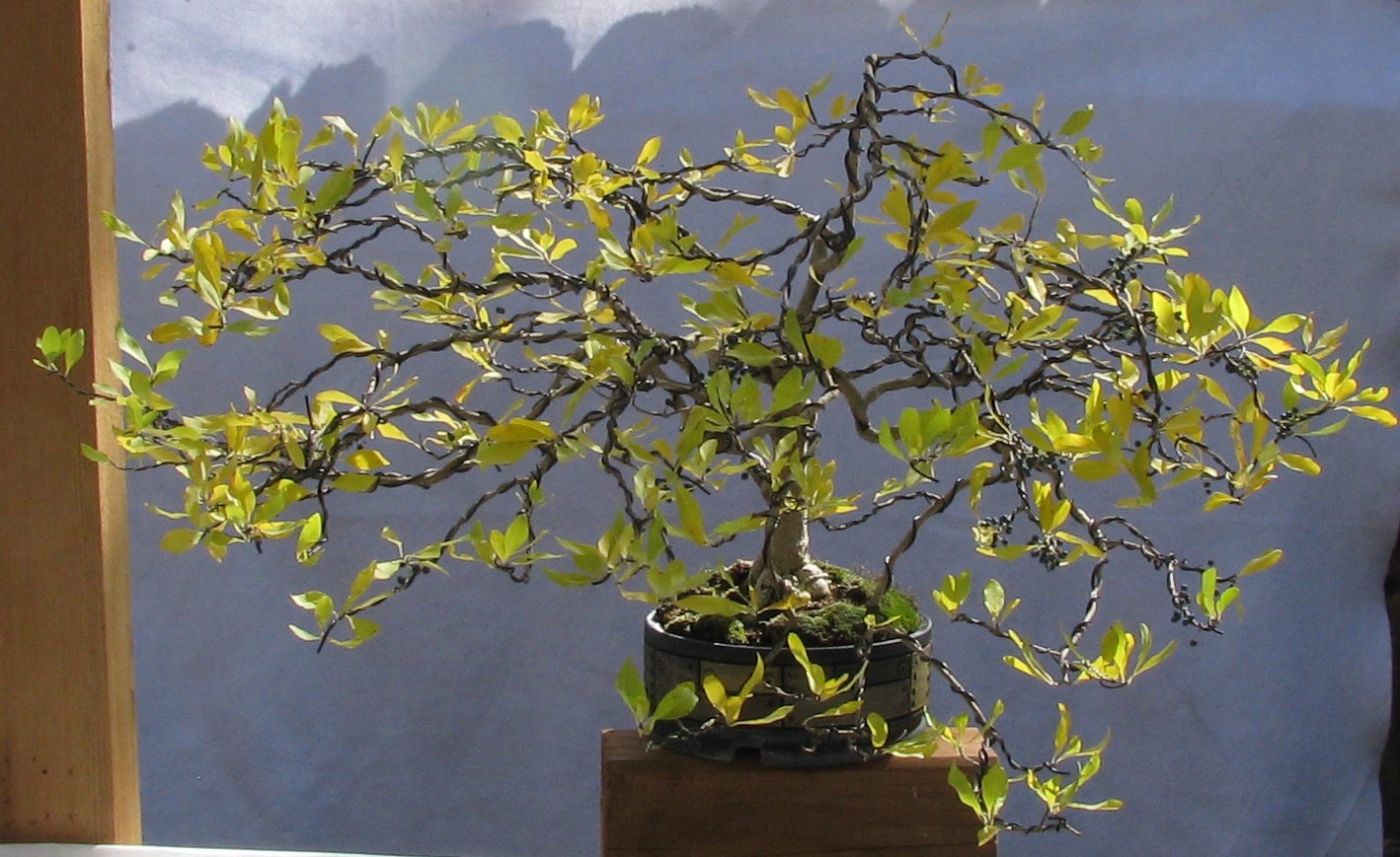 Colorado bonsai â forestiera neomexicana â fall color new mexico privet bonsai â colorado rocky mountain bonsai â suiseki