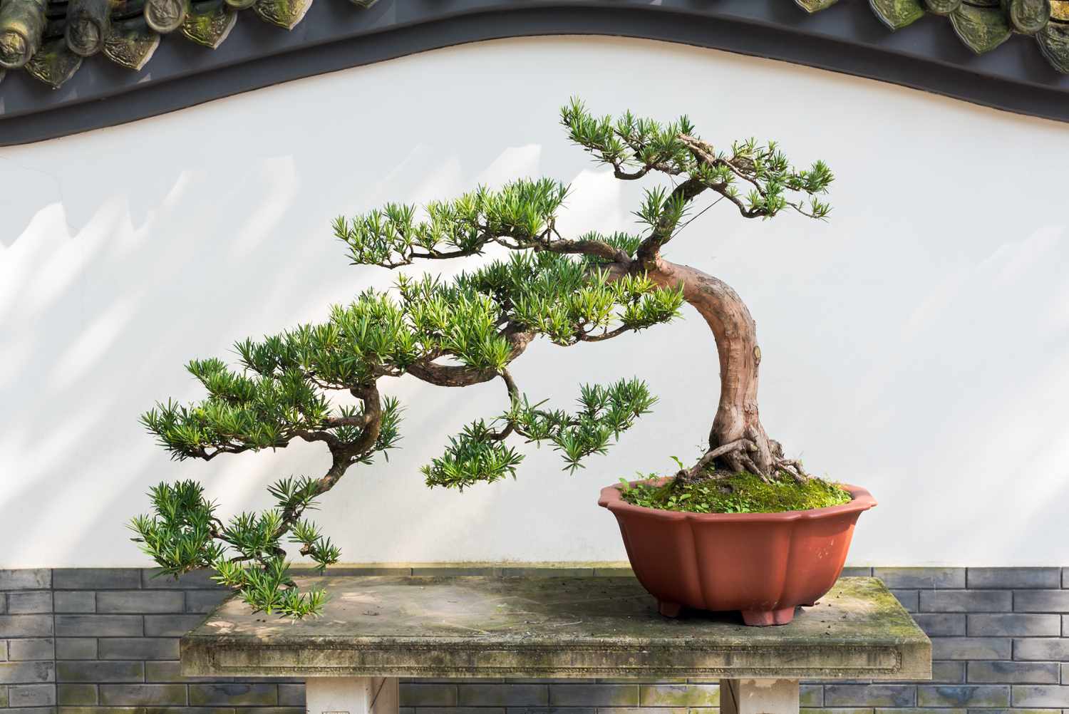 Types of bonsai trees for beginners