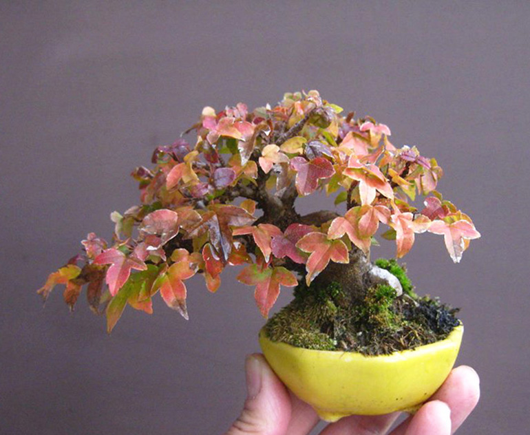 Brilliant bonsai color binations bonsai bark