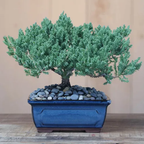 Juniper bonsai tree jackson perkins