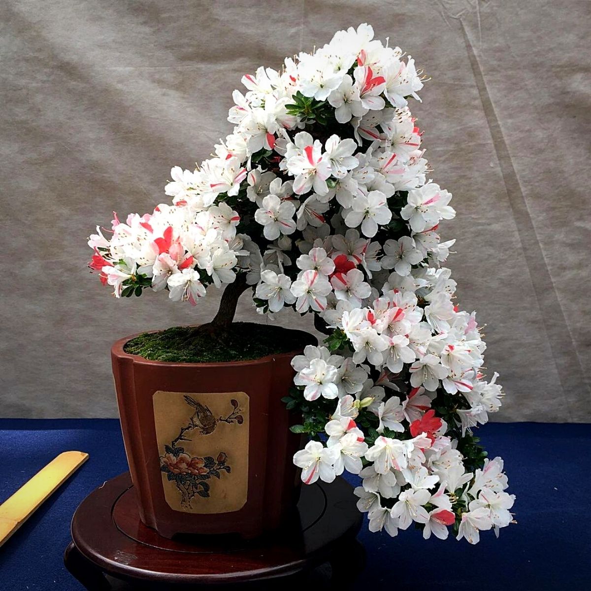 Seven miniature bonsai trees that add color and enliven your spaces