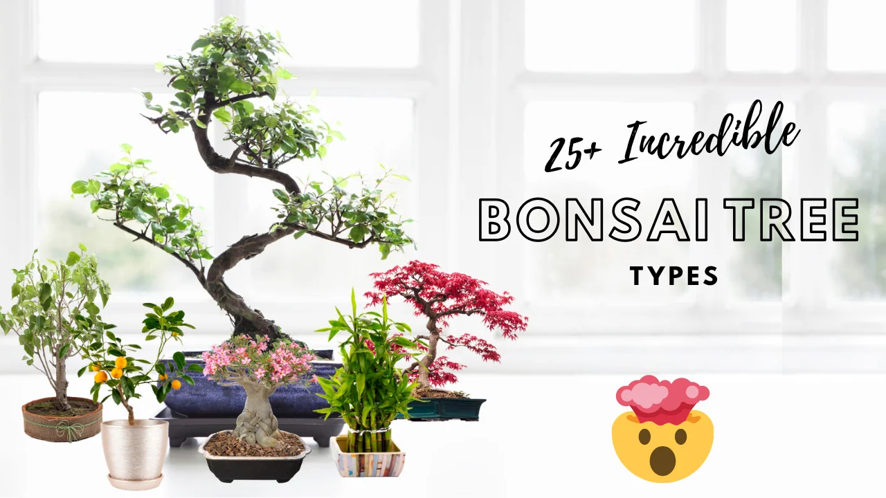 Incredible types of bonsai trees