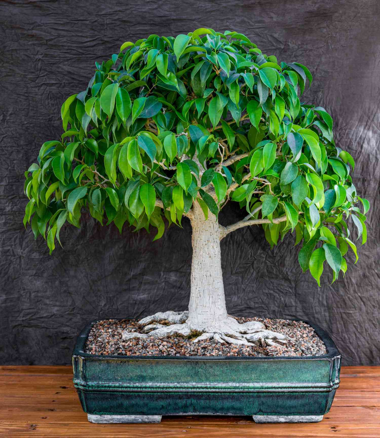 Bonsai trees you can grow at home