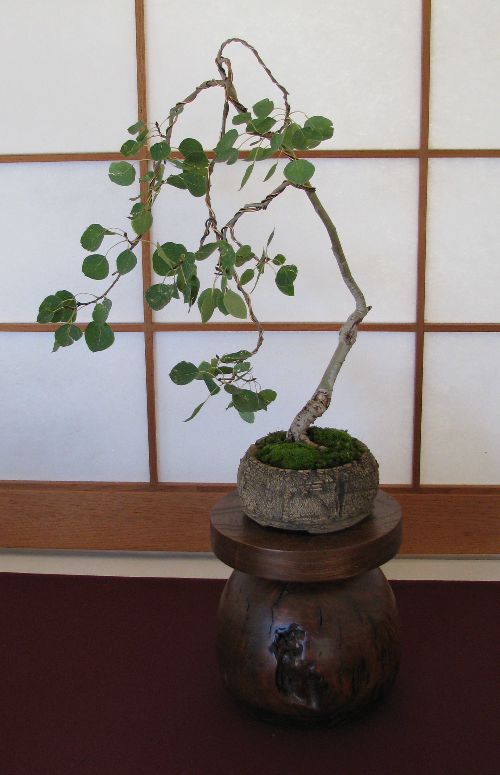 Populus tremuloides â aspen bonsai â colorado rocky mountain bonsai â suiseki