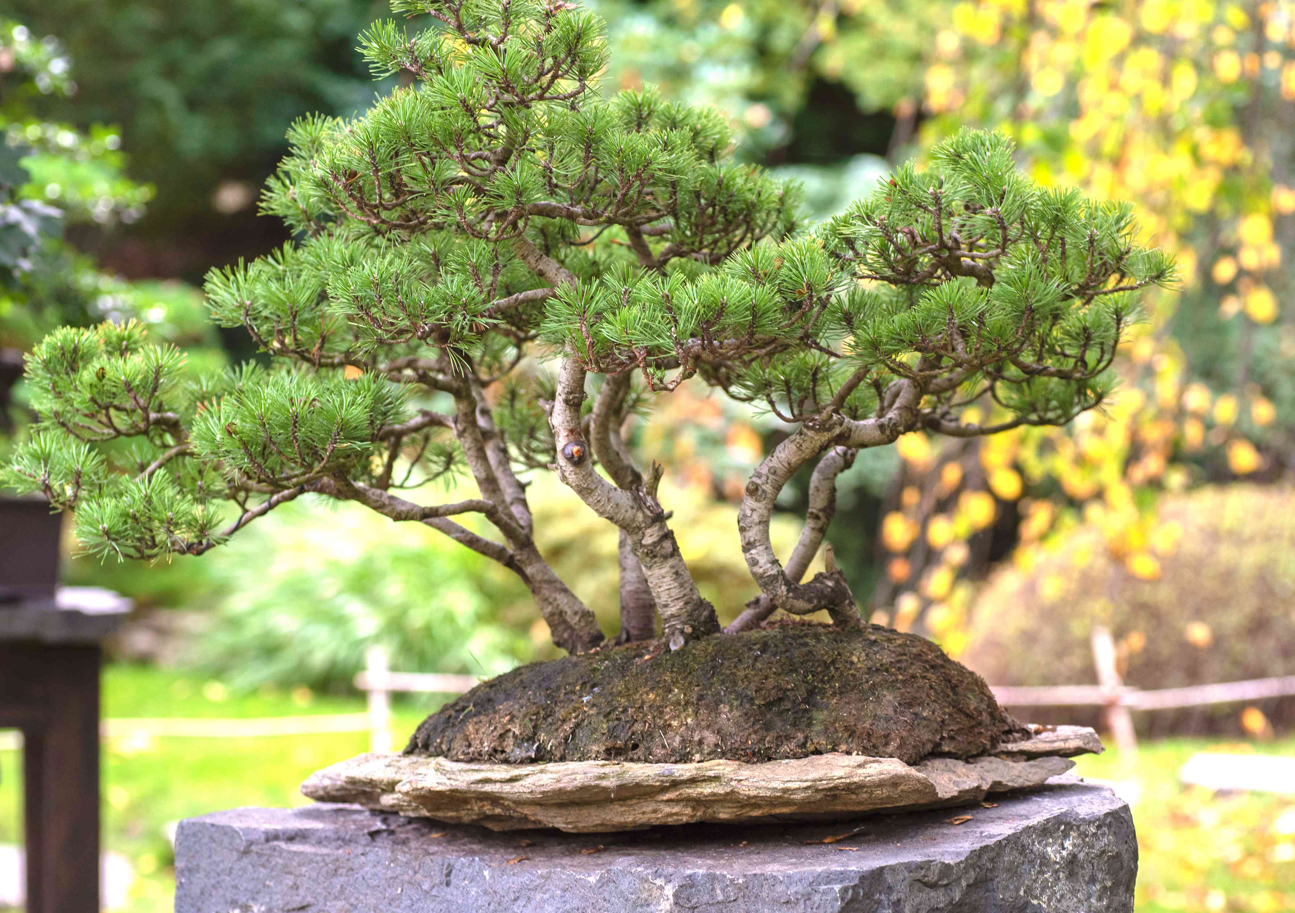 How to grow and care for pine tree bonsai