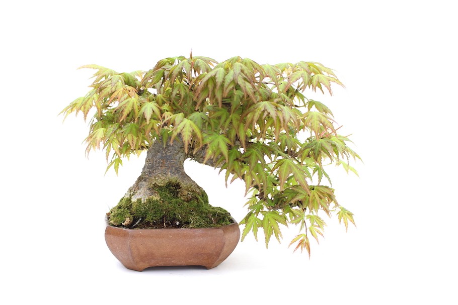 Choosing a bonsai pot for your tree