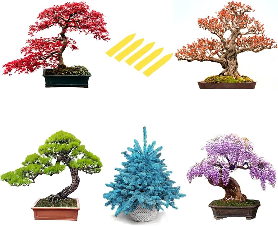 Types bonsai tree kit wisteria black pine blue spruce red maple tree flame tree bonsai seeds for indoor outdoor garden diy plant lover highly prized for men and women