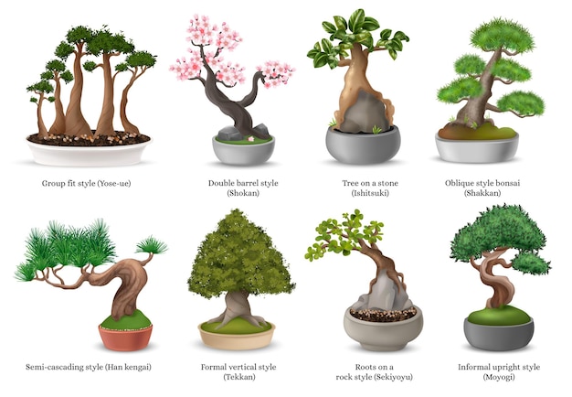 Bonsai tree images