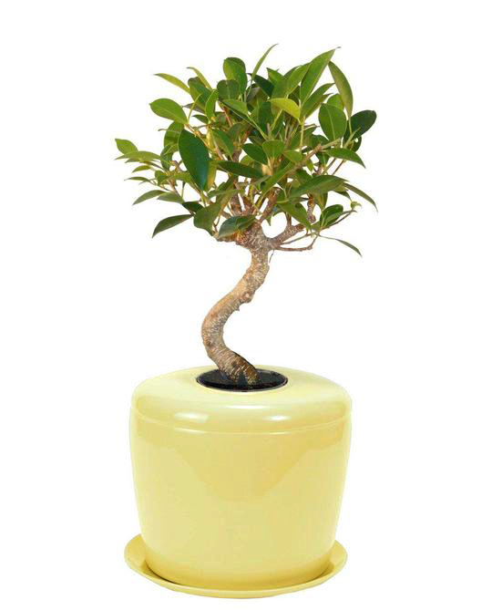 Bonsai urn indoor tree urn patio urn indoor plant urn â the living urn