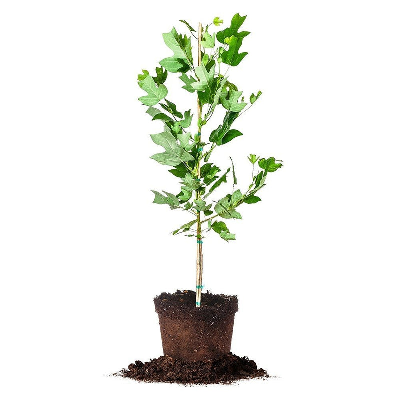 Shop tulip poplar for sale buy flowering poplar perfect plants