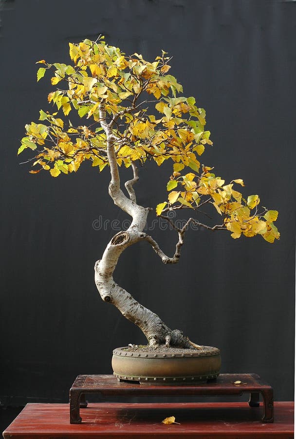 Birch bonsai in fall color stock image image of yell