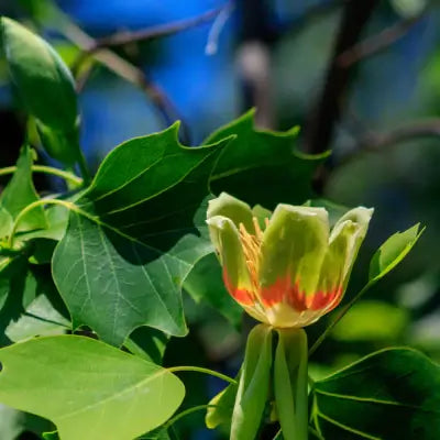 The tulip poplar tree â tn nursery