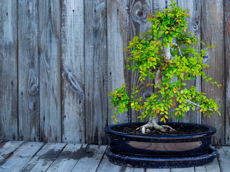 How to grow and care for an indoor bonsai tree bbc gardeners world magazine