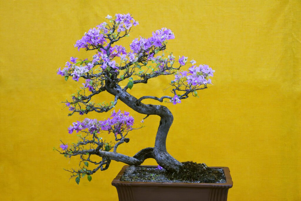 Bonsai bougainvillea care ultimate care guide with photos