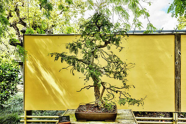 Bonsai tree art for sale page of