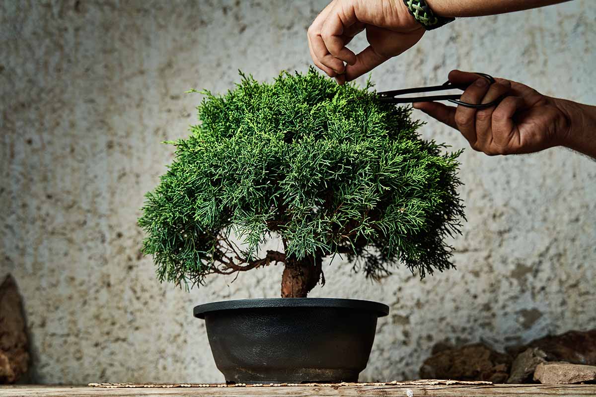 Introduction to bonsai tips for beginners gardeners path