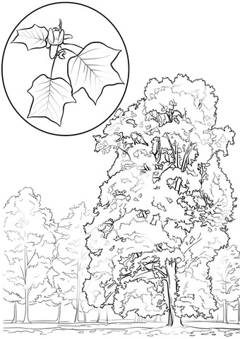 Tulip tree or yellow poplar coloring page free printable coloring pages