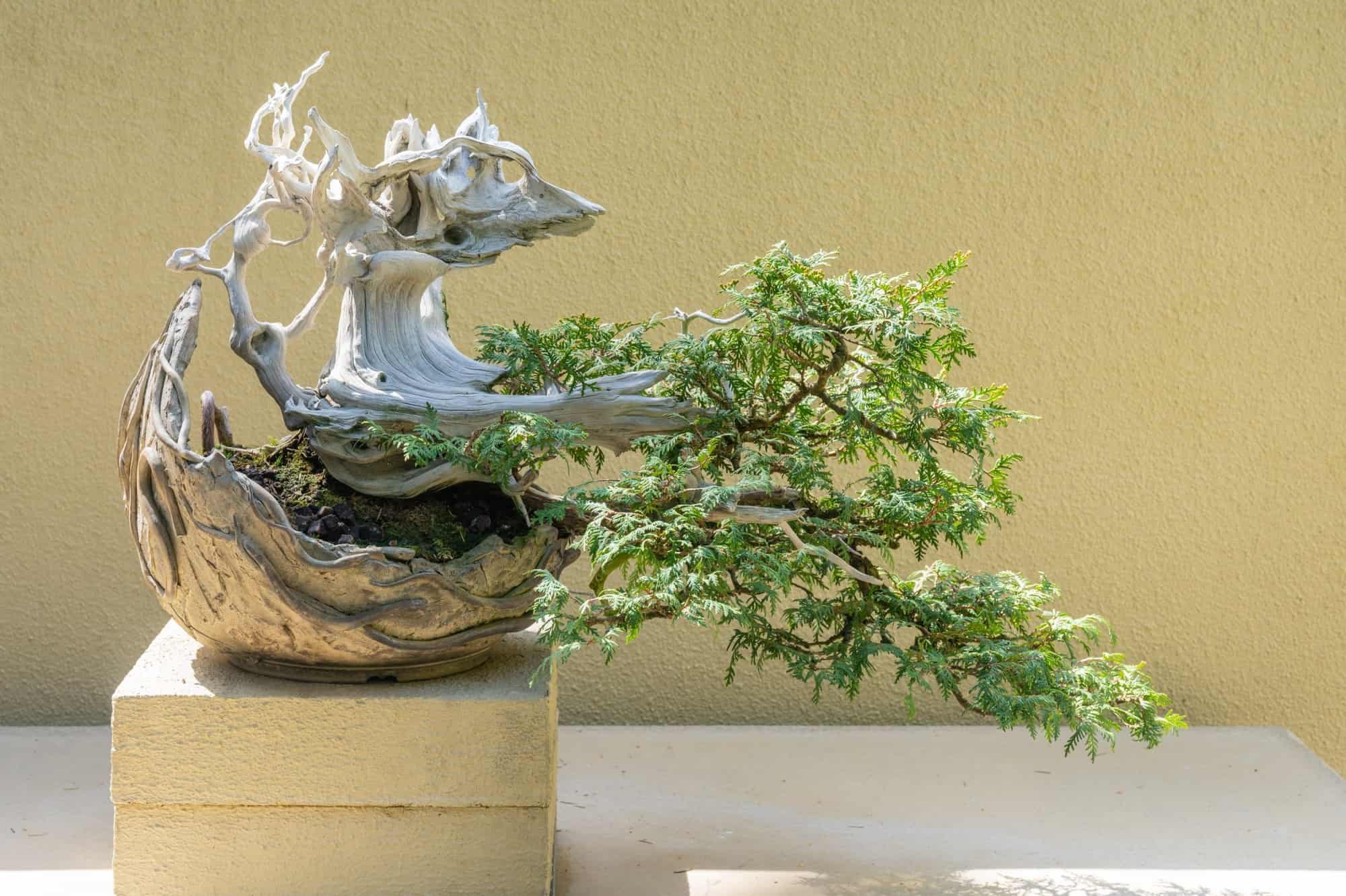 Thuja bonsai tree