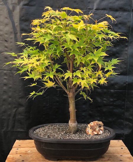 Coral bark japanese maple bonsai treeacer palmatum sango