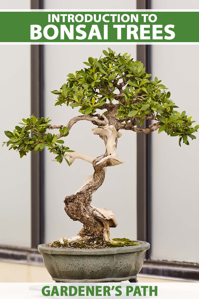 Introduction to bonsai tips for beginners gardeners path