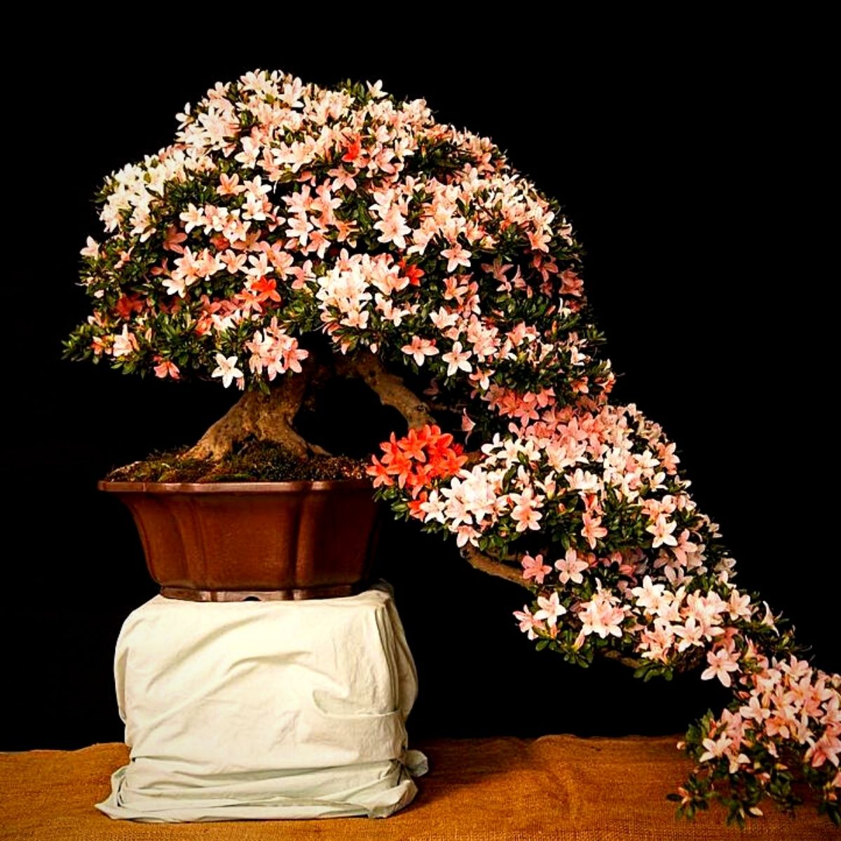 Seven miniature bonsai trees that add color and enliven your spaces