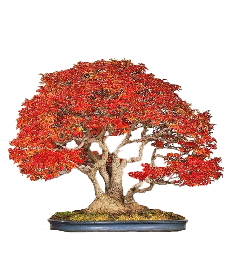 Japanese maple bonsai acer palmatum var